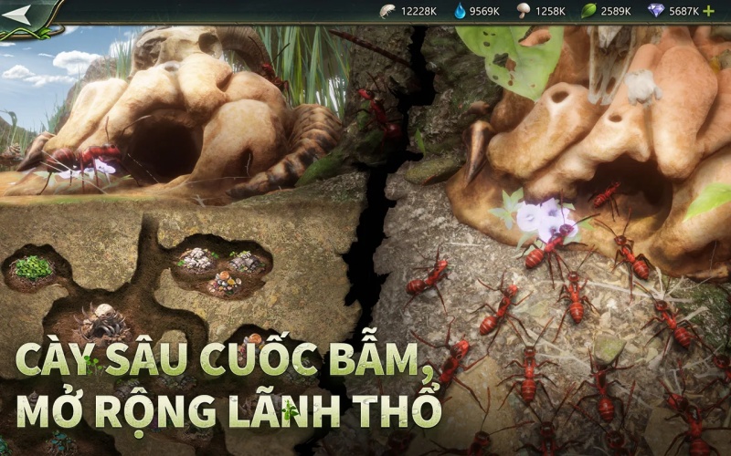 Xây dựng đế chế kiến dưới lòng đất